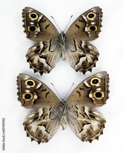 Motley patterned butterfly Hipparchia fidia male and female close up macro isolated on white. Collection insects, satyridae, lepidoptera photo