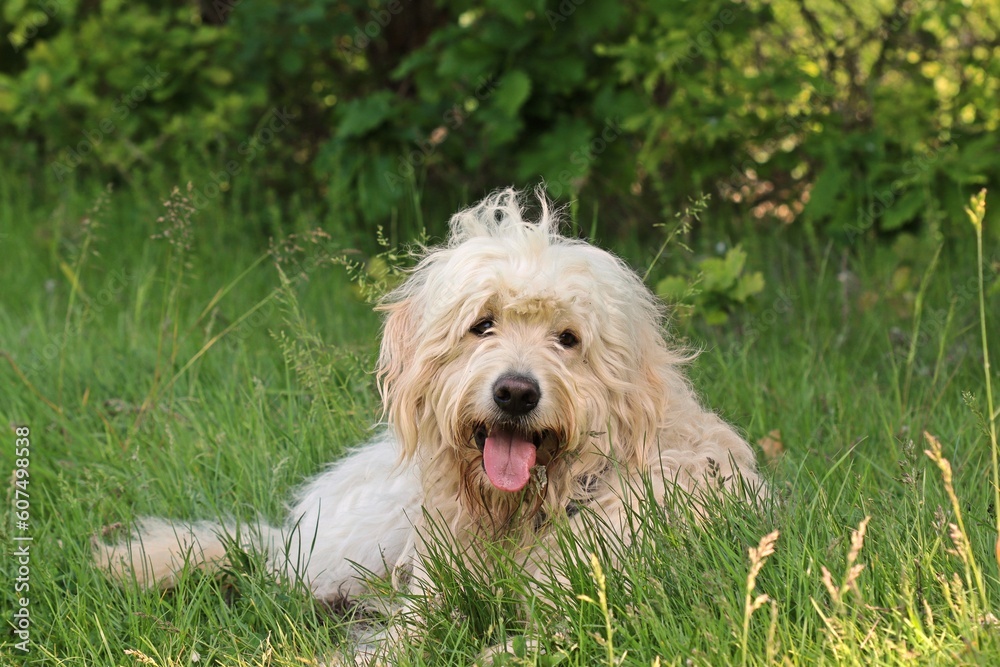 Hechelnder Goldendoodle im Schatten Hechelnder Goldendoodle im Schatten