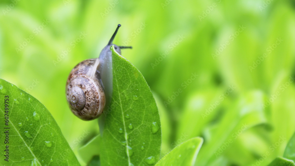 snail on green fresh leaf with water drops snail on green fresh leaf with water drops
