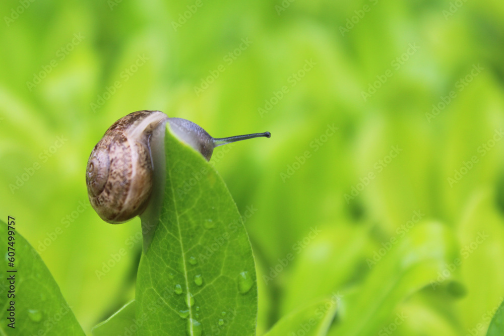 snail on green fresh leaf with water drops snail on green fresh leaf with water drops