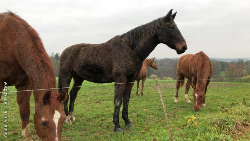 Herd of grazing brown Oldenburger horses standing together near an electric fence in the meadow on a pasture in the rural countryside
Herd of grazing brown Oldenburger horses standing together near an electric fence in the meadow on a pasture in the rural countryside