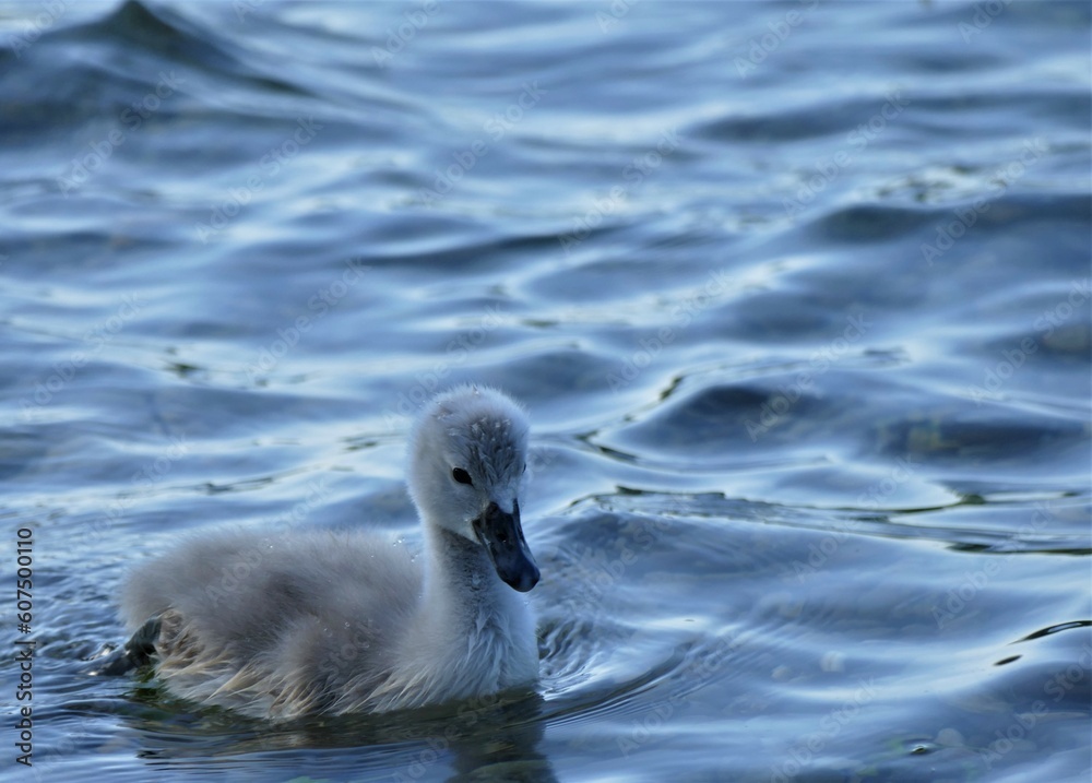 Baby swans swim together on the lake in nature Baby swans swim together on the lake in nature