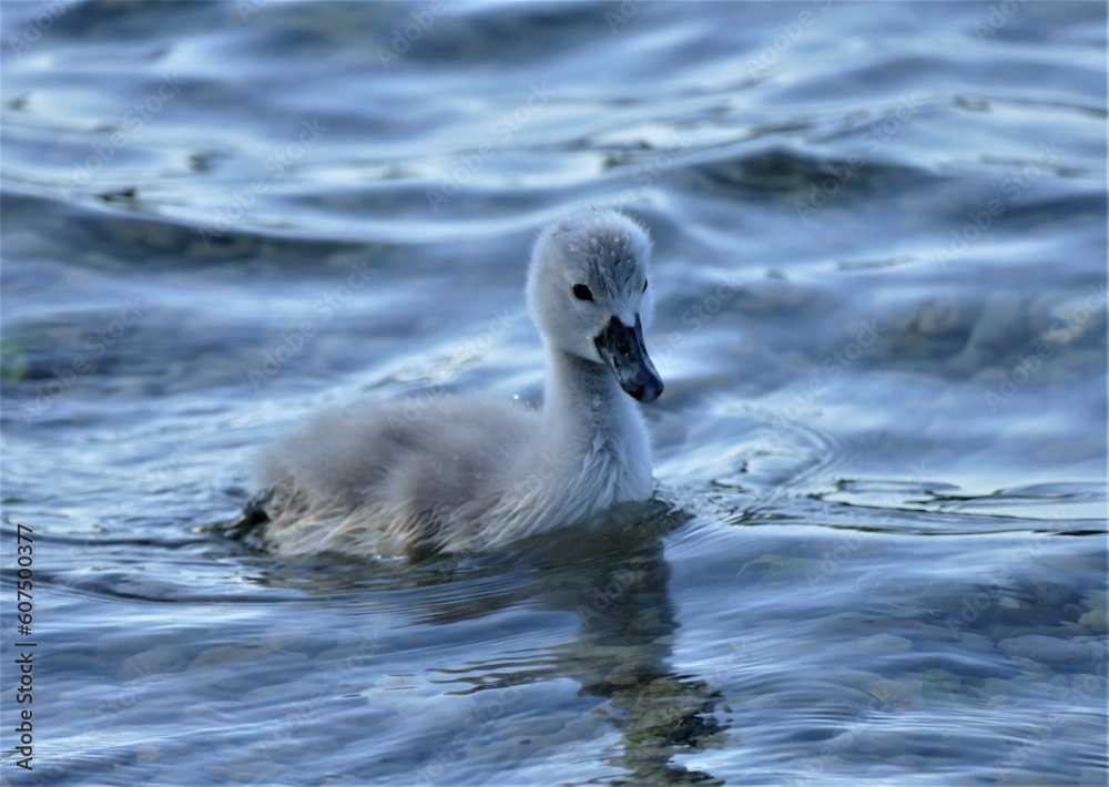 Baby swans swim together on the lake in nature Baby swans swim together on the lake in nature