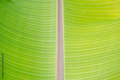 green banana leaf, background