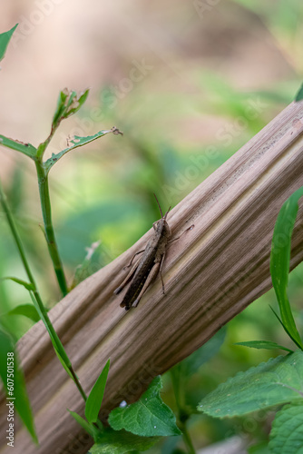 grasshopper
