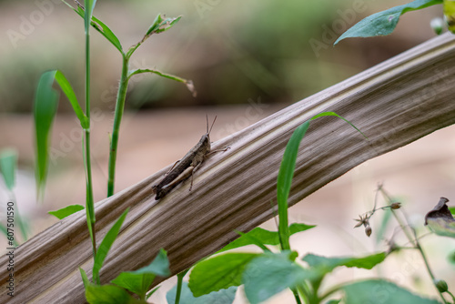 grasshopper