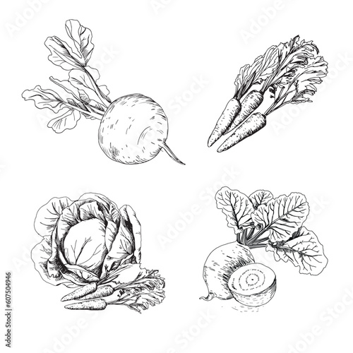Vegetables set. Line graphic. Handdrawn vector illustration on white background