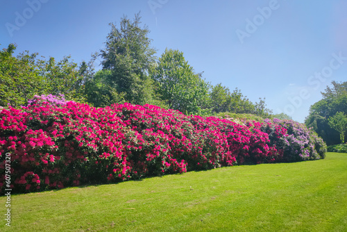 Beautiful row of purple flowering Rhododendron in a park