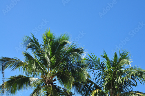 paisagem tropical palma e c  u azul