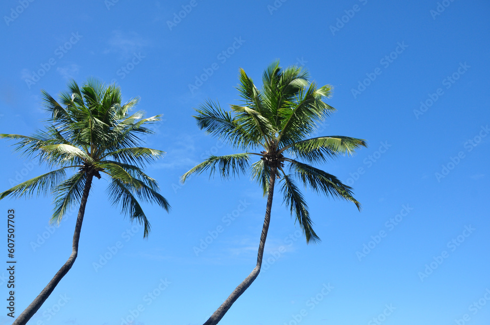 palma tropical e céu azul 
