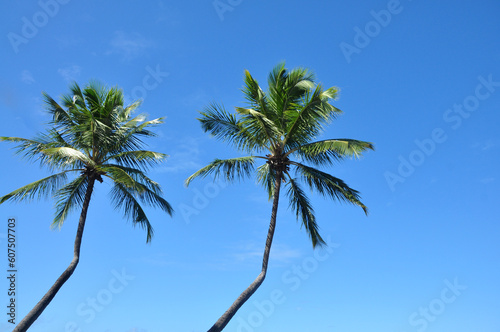 palma tropical e c  u azul 
