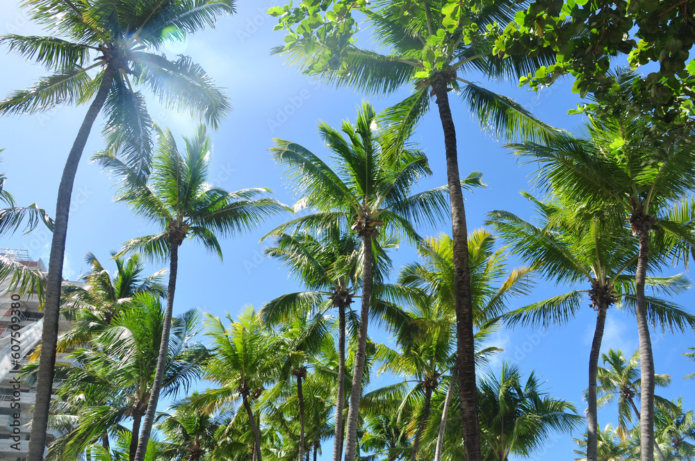 palma tropical e céu azul palma tropical e céu azul
