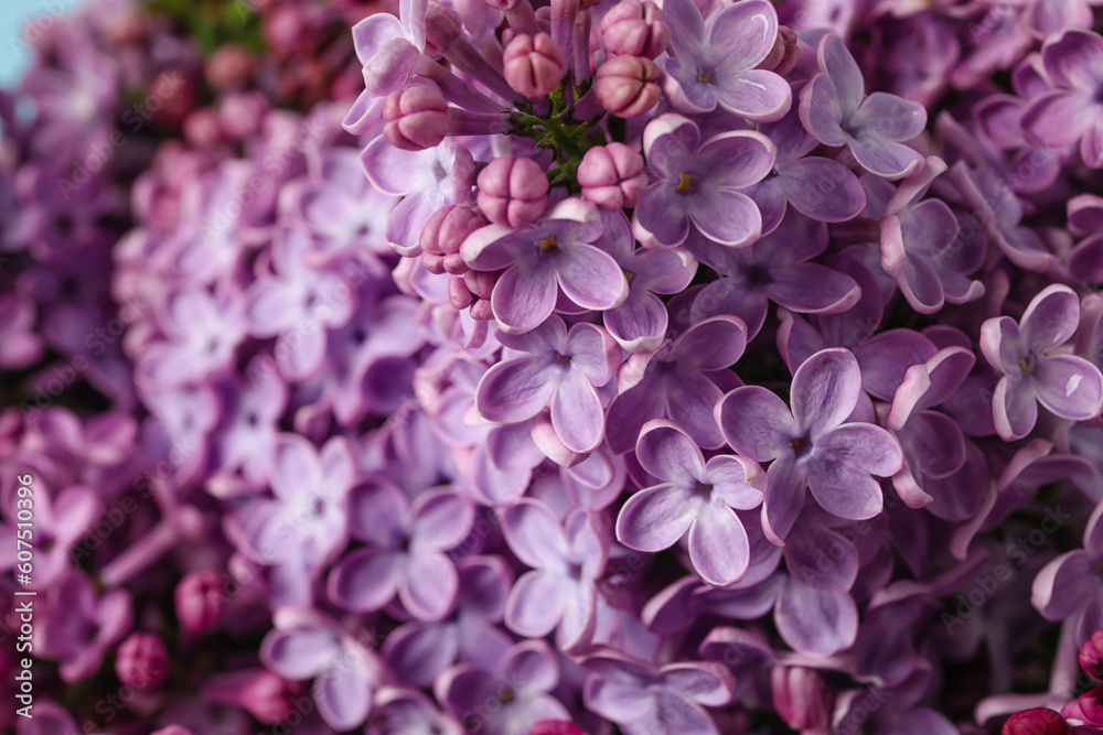 Aromatic lilac flowers as background, closeup Aromatic lilac flowers as background, closeup