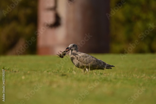 Seagull with a lobster meal