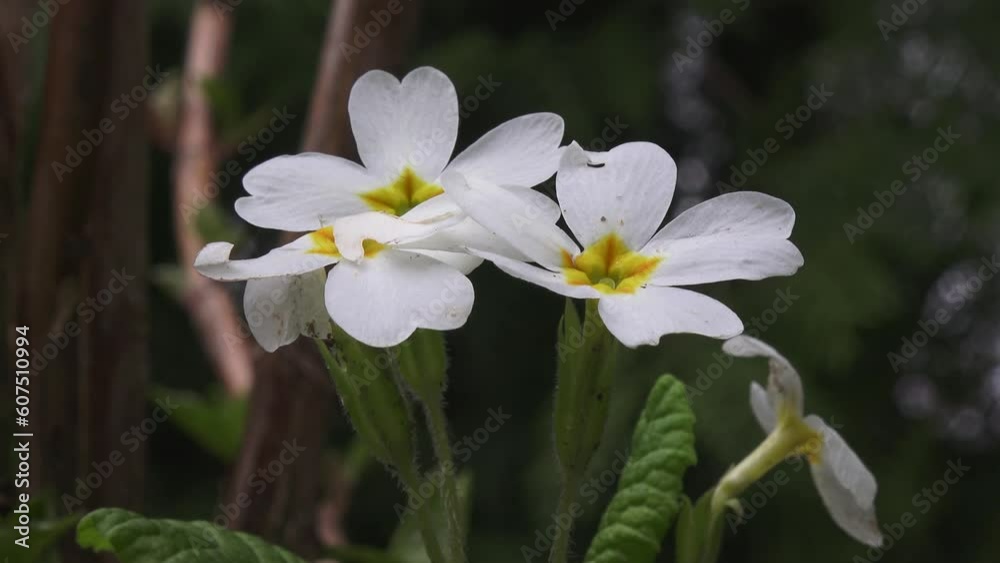 Primula vulgaris white flower. White flowering primrose. Primula vulgaris white flower. White flowering primrose.