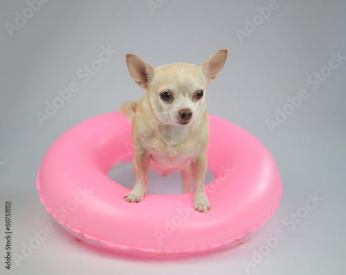 cute brown short hair chihuahua dog  standing  in pink  swimming ring, isolated on white background.