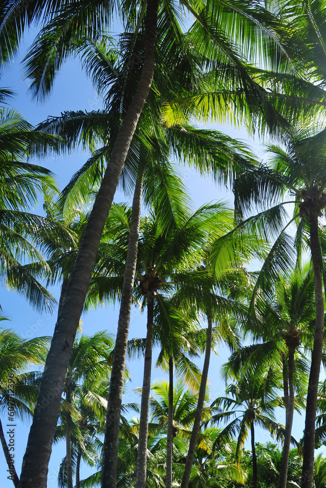 Fototapeta premium paisagem tropical com palmas 