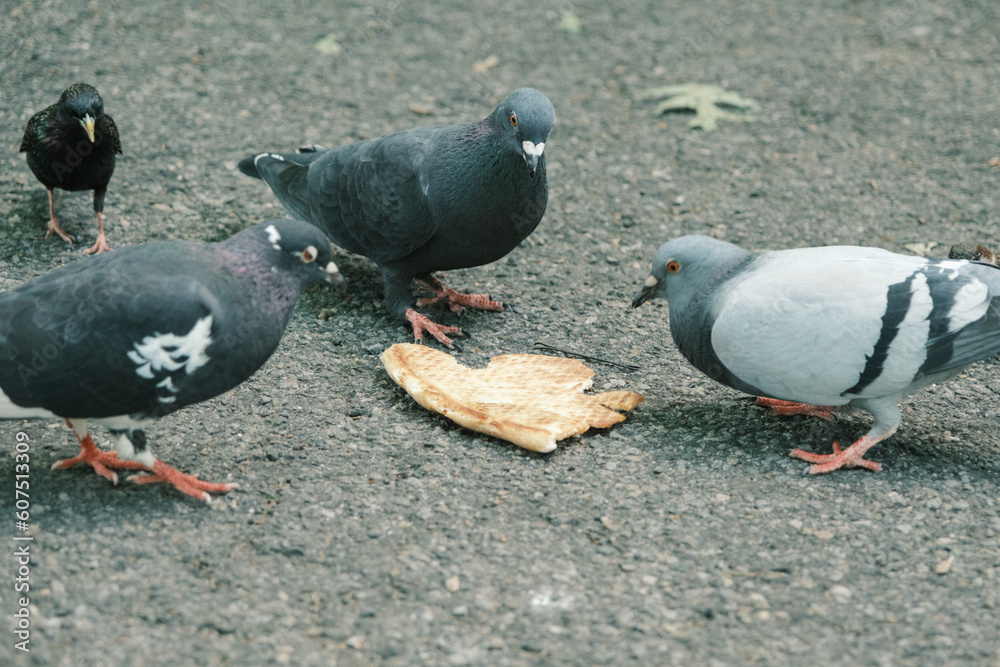 Pigeons eating a piece of pizza, Tompkins Square Park, Manhattan, New York