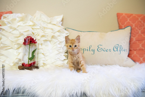 Orange Cat Kitten Pet Playful Little Cat