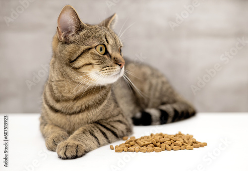 adorable female tabby cat kitty sitting proud with dry food isolated on beige or gray.beautiful domestic pet posing for advertising for cats food.angry hyngry animal,half closed eyes,eating close up