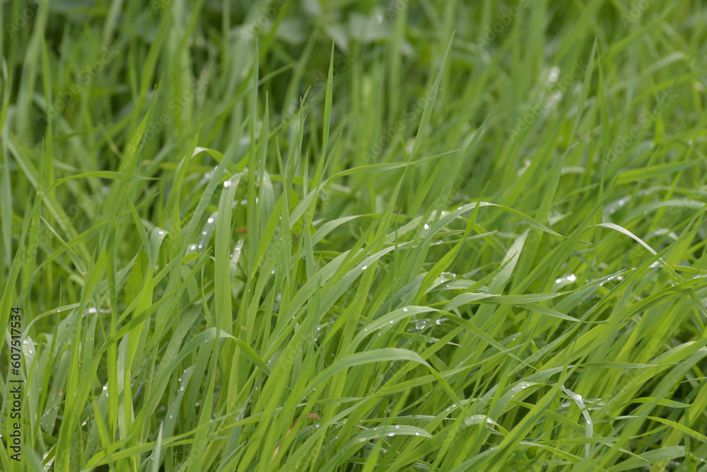 Couch grass leaves in water drops after rain Couch grass leaves in water drops after rain