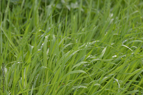 Couch grass leaves in water drops after rain