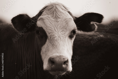black and white image of a cute adult cow head on a farm with a cow herd in the background.