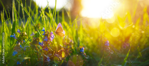 Fototapeta Naklejka Na Ścianę i Meble -  Sunny summer nature background with fly butterfly and blue wild flowers in grass with sunlight and bokeh. Outdoor nature