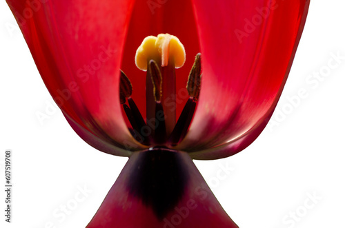 close up of the pistil of red tulip flower isolated on transparent background #607519708