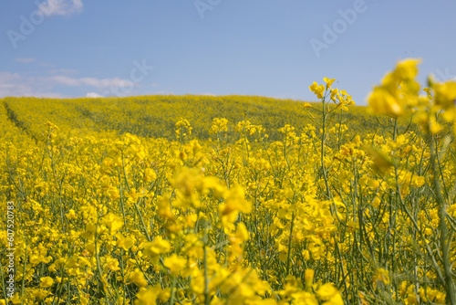 Rapsfeld im Sommer