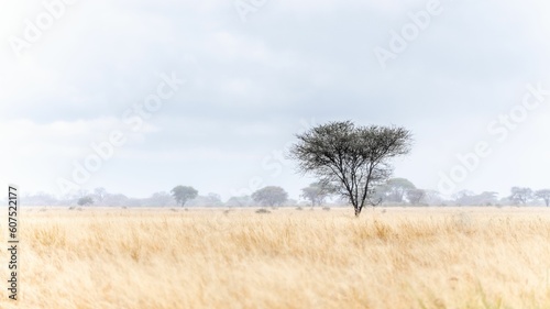 Leafless tree standing alone in a golden field