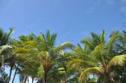 palma tropical com céu azul 