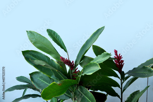 planta ornamental verde com flor desabrochada vermelha 