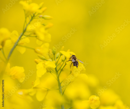 bee on yellow canola flower © Agata Kadar