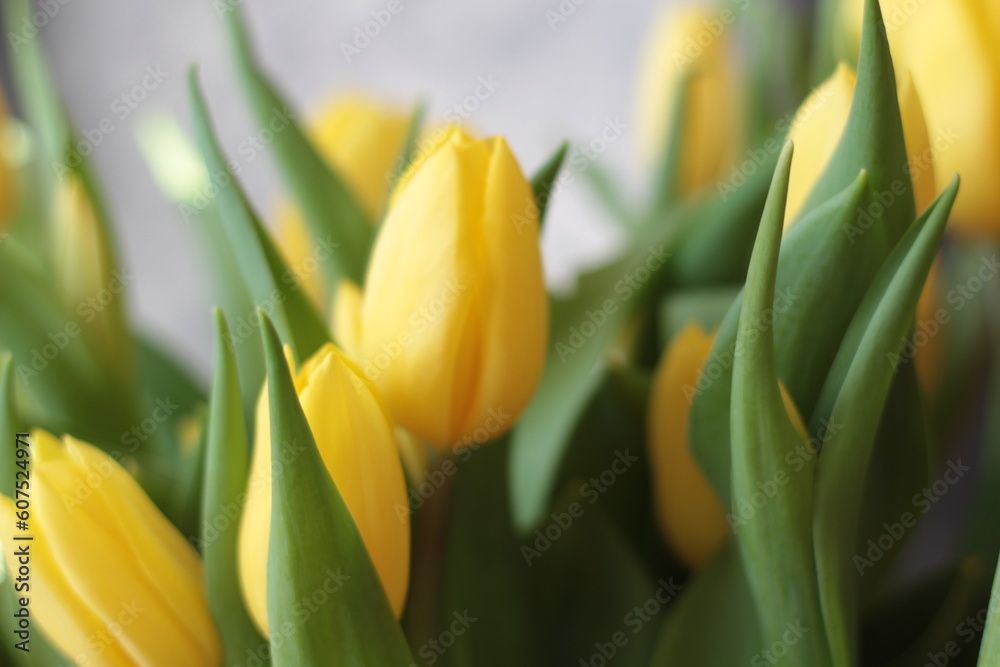 Yellow Tulips Bouquet stock photo. Springtime
Yellow Tulips Bouquet stock photo. Springtime