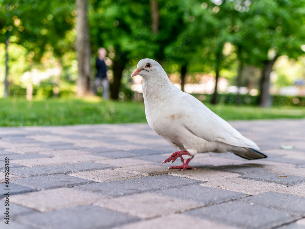 A beautiful white pigeon on the road of the city park A beautiful white pigeon on the road of the city park