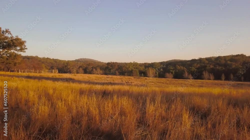 Aerial view of Kangaroos at Stanthorpe, a farm in countryside, Southern Downs Region, Queensland, Australia. Aerial view of Kangaroos at Stanthorpe, a farm in countryside, Southern Downs Region, Queensland, Australia.