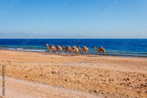 Desert coast of Red Sea in Dahab, Sinai, Egypt. Camels and summer hot