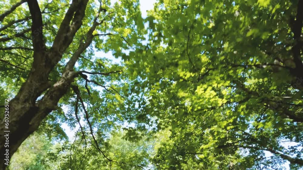 Movement underneath a tunnel of old-growth green leafy trees. Ash, maple and birch leaves and branches are set against a pale blue sky with beams of sunshine sparkling through. Continual motion. Movement underneath a tunnel of old-growth green leafy trees. Ash, maple and birch leaves and branches are set against a pale blue sky with beams of sunshine sparkling through. Continual motion.