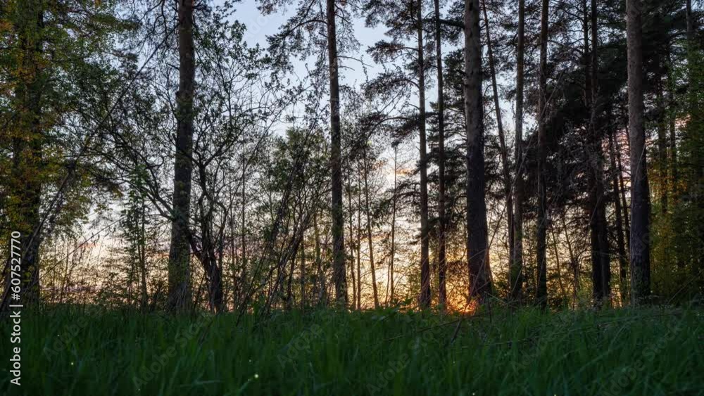 Beautiful summer evening in the forest. Sun rays break through the foliage of magnificent green trees. Magical summer forest. Camera movement on the grass. Beautiful sunset. Beautiful summer evening in the forest. Sun rays break through the foliage of magnificent green trees. Magical summer forest. Camera movement on the grass. Beautiful sunset.