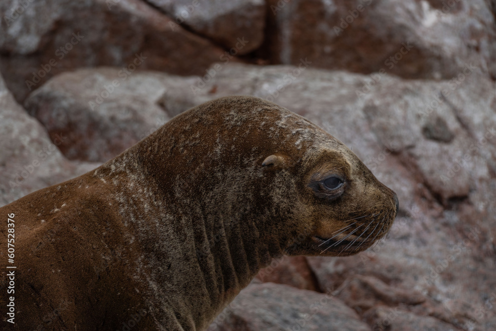 Fototapeta premium Portrait of sea lion in Isla Ballestas, Peru