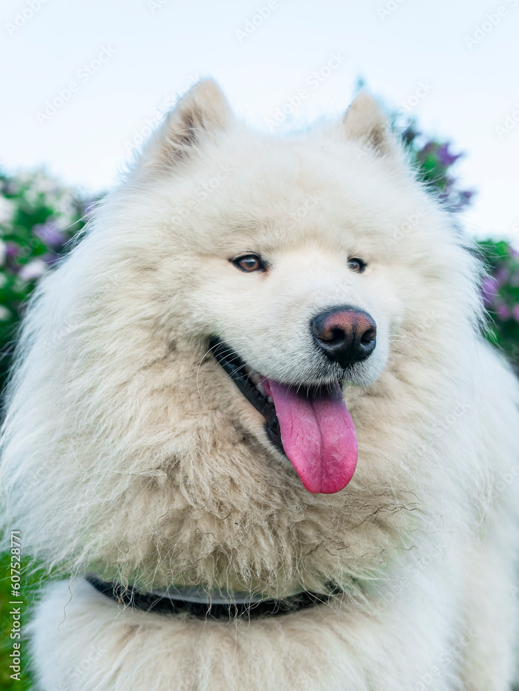 Fototapeta premium A fluffy white Samoyed dog with its tongue out is captured in profile, looking away in an outdoor setting, suitable for pet care advertisements.
