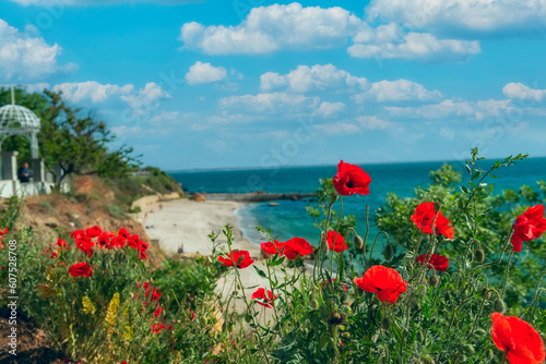 View of the beach and blooming poppies on the shore. Odessa. Ukraine.