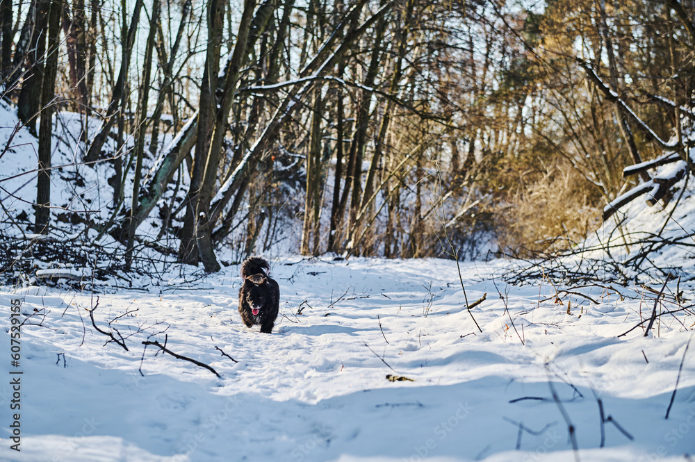 Black dog on a winter walk in the forest Black dog on a winter walk in the forest