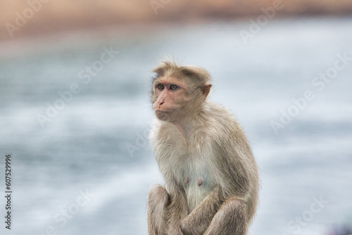 Cute Monkey sitting near tourist place. Amazing photo with beautiful background.  © VISWA
