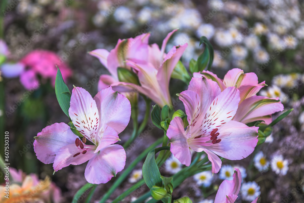 Pink lilies and other spring flowers in a bed or flower pot Pink lilies and other spring flowers in a bed or flower pot