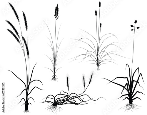 Set of editable vector flowering grass silhouettes with easily interchangeable flower-heads