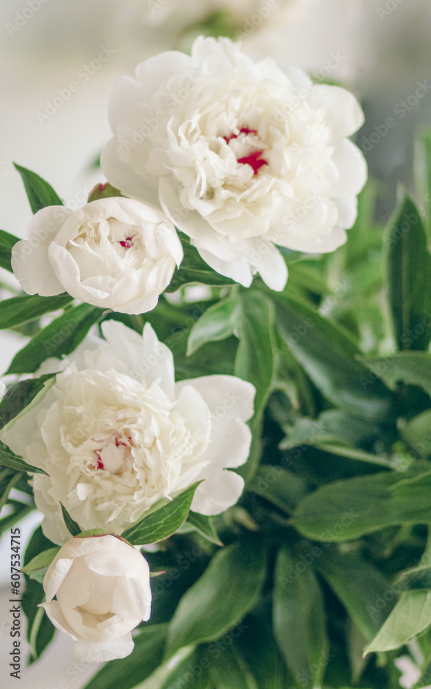 Beautiful bunch of fresh white peonies