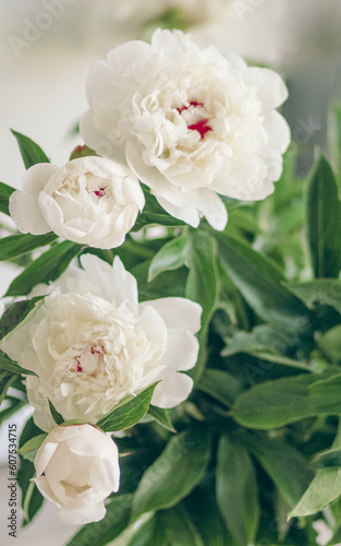 Beautiful bunch of fresh white peonies © khudoliy