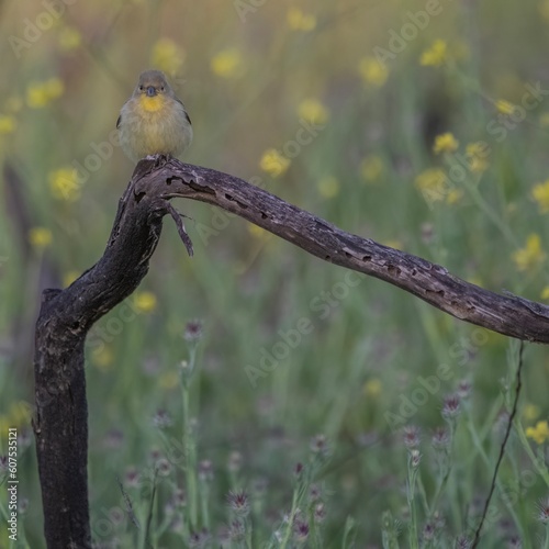 Small Yellow Bird on a Branch